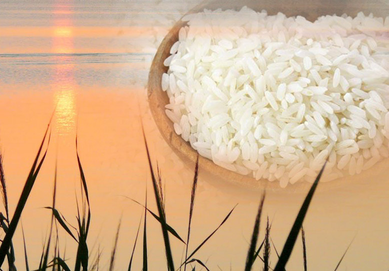 EL ARROZ DE LA ALBUFERA FUENTE DE BELLEZA Y SALUD EN NUESTRA COSMÉTICA.