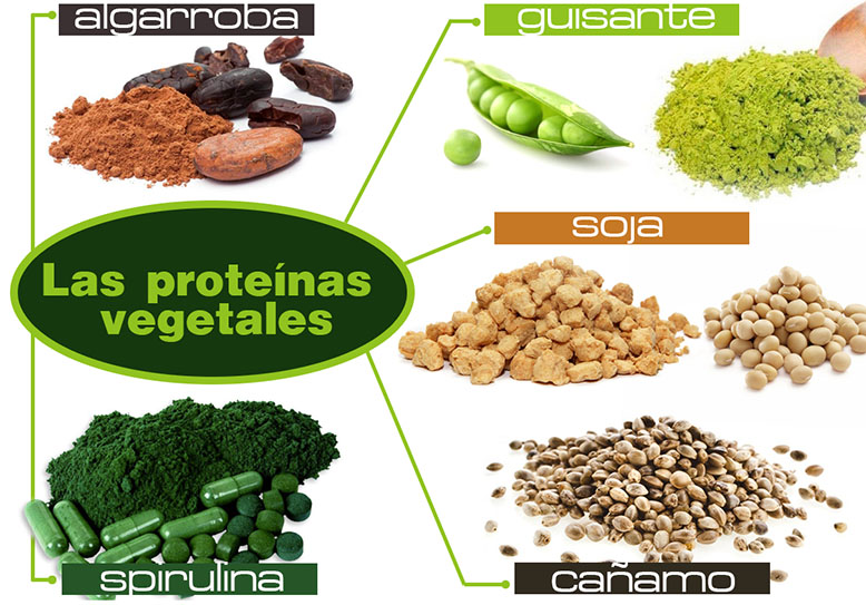 LAS PROTEÍNAS VEGETALES