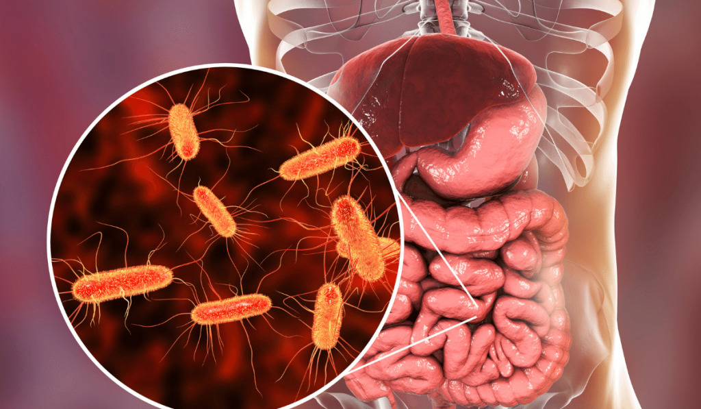 SIBO, CONOCE QUÉ ES, Y CÓMO SE PUEDE TRATAR