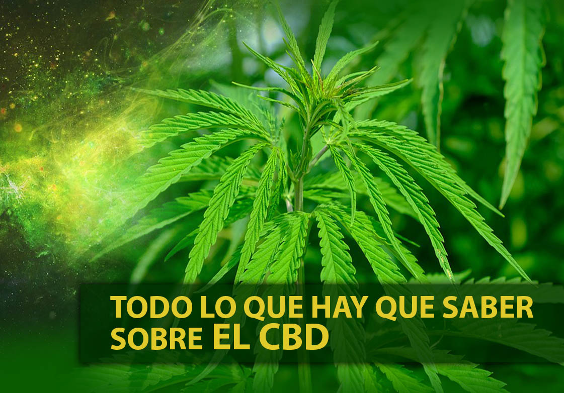 CBD propiedades terapéuticas para aliviar el dolor crónico, ansiedad, depresión...